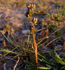 Image result for Wurmbea angustifolia