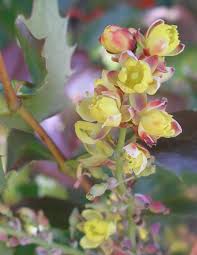 Image result for Maerua nervosa