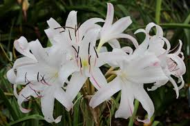 Image result for Crinum lugardiae