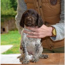 Image result for Malý münsterlandský ohař