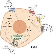 At least 10,000 different proteins make you what you are and keep you that way. Metabolic Roles Of G Protein Coupled Receptor Signaling In Obesity And Type 2 Diabetes Barella 2021 The Febs Journal Wiley Online Library