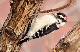 Breeding in middle america, north america: Woodpeckers Of Ohio From Common To Rare