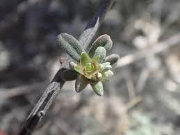 Image result for Psilotrichum sericeum