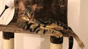 Discover what are the best cat trees for large cats and how to choose one for your cat. Best Sturdy Cat Trees For Large Cats Australia 2021 Complete Guide