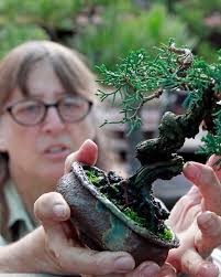 Kathy Shaner will be one of the featured artists at the 2023 ABS Learning  Seminars! Internationally known and recognized for her excellence in the  art form, Shaner began bonsai in 1983 in