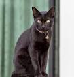 How Much Does a Bombay Cat Cost? | HowMuchIsIt.org