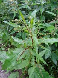 Image result for Rumex ruwenzoriensis