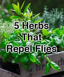 5 Herbs That Repel Flies Herbs Fly Repellant Plants