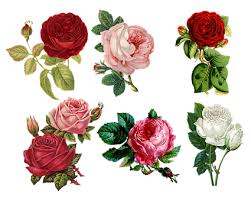 Use them in commercial designs under lifetime, perpetual & worldwide rights. 300 000 Beautiful Pictures Of Flowers In Hd
