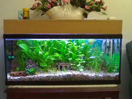 Peceras De Agua Dulce Decoradas Google Search Aquarium Fish Aquascape Aquarium