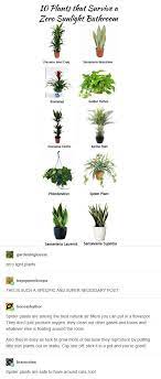 Plants That Don 39 T Need Sunlight Don39t Plants Sunlight Plants Trendy Plants Bathroom Plants