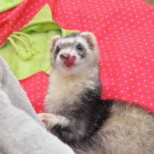 cute ferret! Great friends | Ferret, Cute ferrets, Cute animals