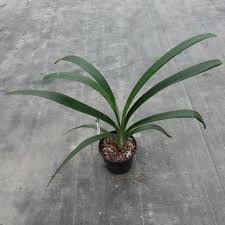 Image result for Clutia robusta