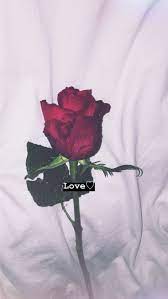 Planodefundo Aesthetic Roses Aesthetic Iphone Wallpaper Rose Wallpaper