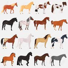 The best top abtenauer horse wallpapers , beautiful abtenauer horse pictures in all kind of resolutions and sizes. Horse Breeds Color Flat Icons Set Royalty Free Cliparts Vectors And Stock Illustration Image 93283550