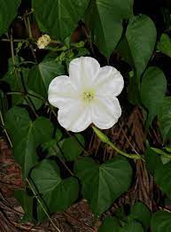 Ipomoea Alba Moonflower Tropical White Morning Glory Moon Flower Moon Vine Moon Flower Hawaiian Plants Indoor Flowering Plants