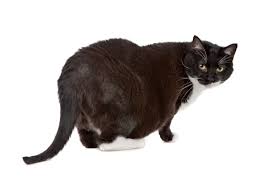 What Is a Chonky Cat?