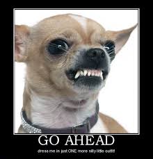 38 Scrappy Memes For Small Dog Lovers Lovely Animals World Cute Dog Memes Dog Lovers Animals