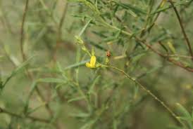 Image result for Melolobium