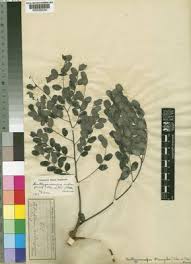 Image result for Amblygonocarpus