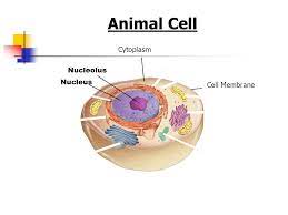 Cell nucleus function in plant and animal cells. Cell Structures Functions And Transport Ppt Download