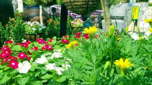 Maybe you would like to learn more about one of these? Orchid Garden Center L L C In Uae Dubai Buildeey