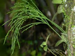 Image result for Psilotum nudum