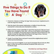 What To Do If You Have Found A Dog Losing A Dog Dogs Losing A Pet