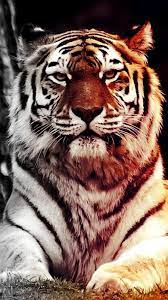 Free Tiger Wallpaper For Your Phone Pets Animals Wallpaper Wallpapers Android Iphone Tiger Tiger Wallpaper Wild Animal Wallpaper Tiger Wallpaper Iphone
