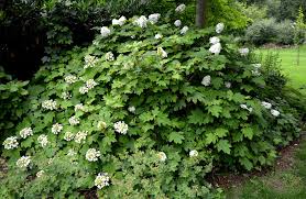 Image result for Hydrangea quercifolia