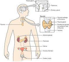 An Overview Of The Endocrine System Anatomy And Physiology Ii