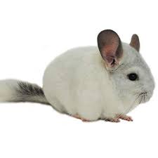 Chinchillas For Sale Chinchilla Lanigera Petco Small Pets Chinchilla Animals