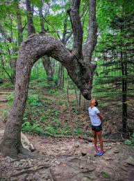 10 Creepy Trees That Look Like Someone Or Something Sculpted Them Weird Trees Unique Trees Nature Tree