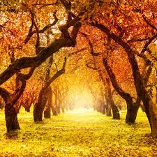 27 Best Autumn Quotes | Messages and Sayings For The Fall Season
