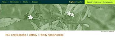 Image result for Secamone parvifolia