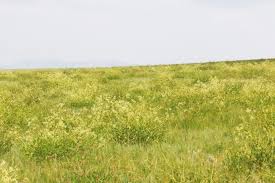 Image result for Pycreus macranthus