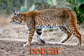 Bengal cat breeders in texas. Non Game Animals Texas Parks Wildlife Department