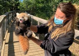 Udział w koncertach płockiej orkiestry symfonicznej; Laya To Mlodziutka Panda Mala Ktora Wlasnie Przybyla Do Plocka Z Francuskiego Zoo Foto Plock Eska Pl