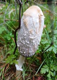 Image result for Trichopteryx fruticulosa