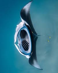 385 Mentions J Aime 6 Commentaires Ningaloo Marine Interactions Ningaloomarineinteractions Sur Instagram So Many Feed Raie Manta Recif Corallien Manta