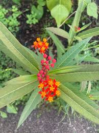 Image result for Asclepias aurea