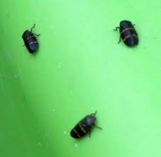 Check spelling or type a new query. Two Lined Spittlebugs What S That Bug