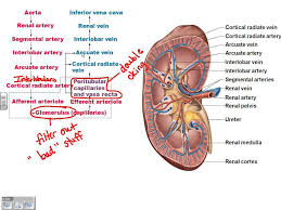 Urinary System Chapter 25 Part 1 Anatomy And Physiology Physiology System