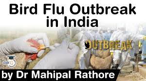 China has seen several outbreaks of bird flu, including one at the height of the coronavirus outbreak last year, when h5n1 avian influenza killed 4,500 chickens in central hunan province. Bird Flu Outbreak In India 2021 What Is H5n1 Avian Influenza Upsc Ias Youtube
