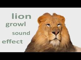 The Animal Sounds Lion Growl Sound Effect Animation Animal Sounds Animals Funny Animal Videos