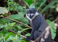 Image result for Disa eminii