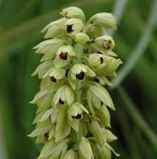 Image result for Eulophia ensata