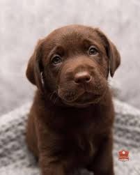 So Lovely Double Tap Follow Follow Tag A Real Dog In 2020 Real Dog Dogs Labrador Dog