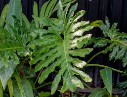 Image result for Dipcadi platyphyllum