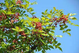 Image result for Zanthoxylum lindense